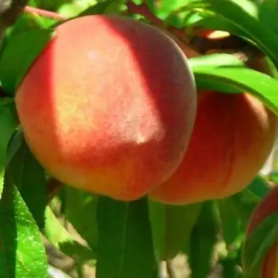 Персик РЕД ХЕВЕН в Лиде