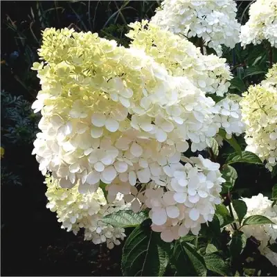 Гортензия ДИАМАНТИНО метельчатая в Лиде