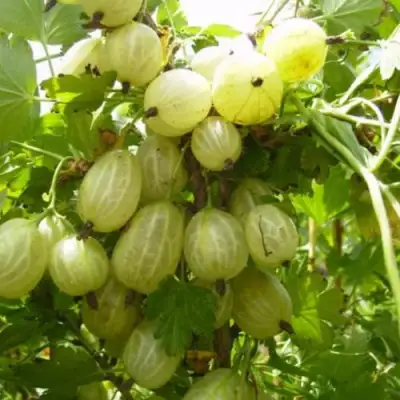 Крыжовник ИНВИКТА в Лиде