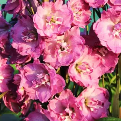 Дельфиниум ДЕЛЬФИС ПИНК ПАУЭ высокий в Лиде