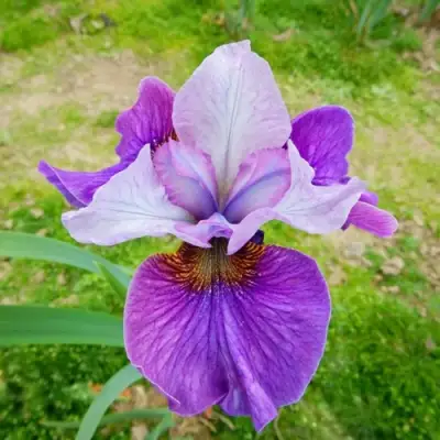 Ирис ЛАЙТ ОВ ХАРТ сибирский в Лиде