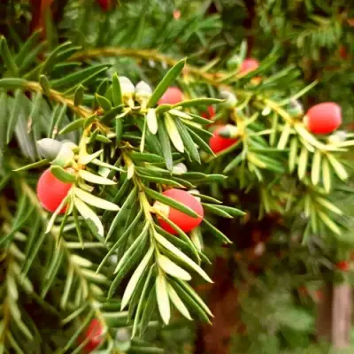 Тис ДАВИД ягодный в Лиде