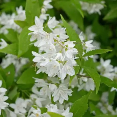 Дейция шершавая в Лиде