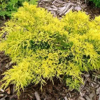 Можжевельник КИНГ ОФ СПРИНГ средний в Лиде