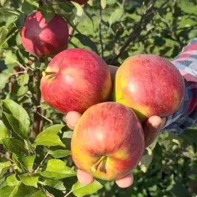 Яблоня ПОСПЕХ в Лиде