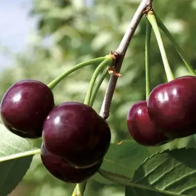 Дюк КСЕНИЯ (ЧЕРЕВИШНЯ) в Лиде