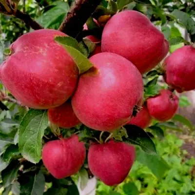 Яблоня РОЖДЕСТВЕНСКОЕ в Лиде