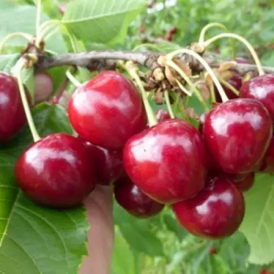 Вишня КОЛОННОВИДНАЯ  в Лиде