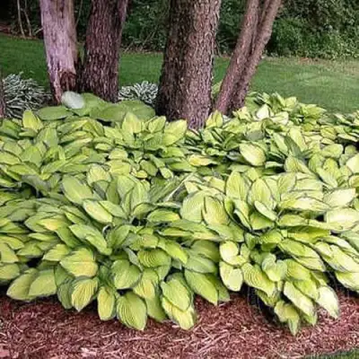 Хоста ГОЛД СТАНДАРТ Форчуна в Лиде