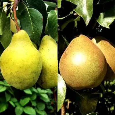 Комплект ДУЭТ в Лиде