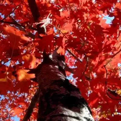 Дуб красный в Лиде