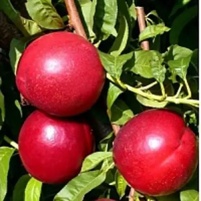 Нектарин ХАРКО в Лиде