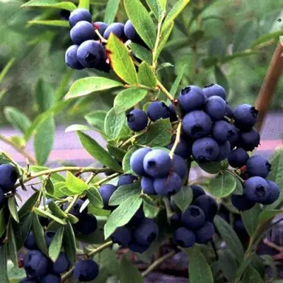 Голубика ДЖЕРСИ в Лиде