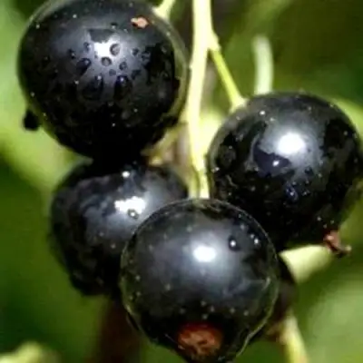 Смородина чёрная ВИНОГРАДНАЯ в Лиде
