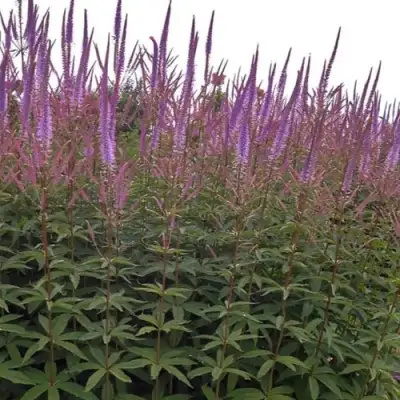 Вероникаструм ФАСЦИНЕЙШН в Лиде