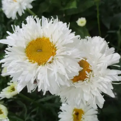 Нивяник КРЕЙЗИ ДЕЙЗИ наибольший в Лиде