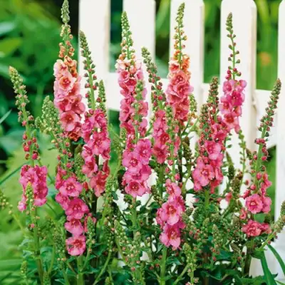 Коровяк ПИНК ДОМИНО гибридный (вербаскум) в Лиде