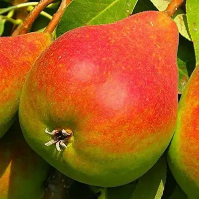 Груша ГЕРА в Лиде