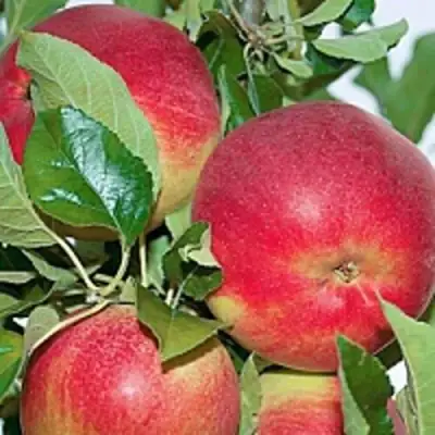 Яблоня СЕНАТОР колонновидная в Лиде