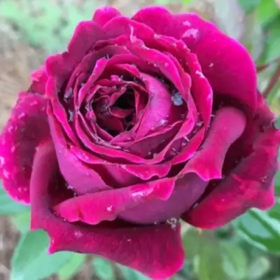 Роза РОЯЛ ПАЛАС японская в Лиде