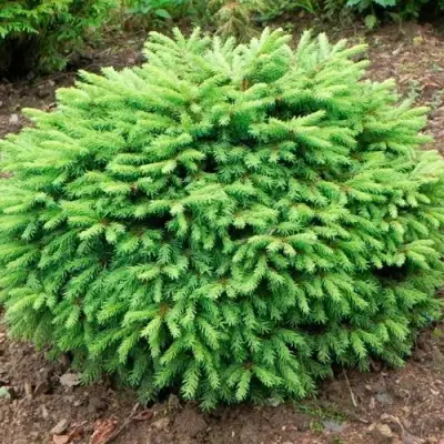 Ель НИДИФОРМИС обыкновенная в Лиде