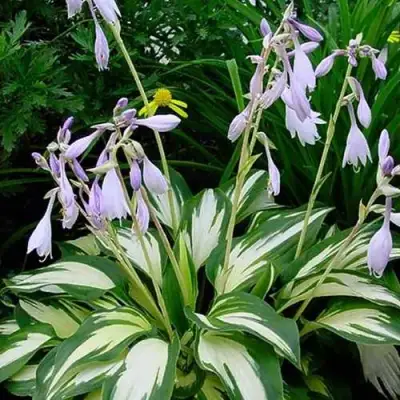 Хоста КРИСМАС КЭНДИ гибридная в Лиде