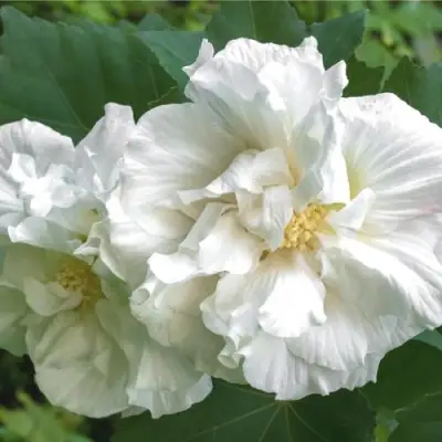 Гибискус АДМИРАЛ ДЕВЕЙ сирийский в Лиде