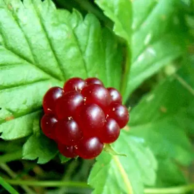 Княженика ЭЛПЕ в Лиде