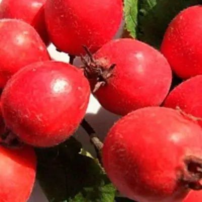 Боярышник КРУПНОПЛОДНЫЙ в Лиде