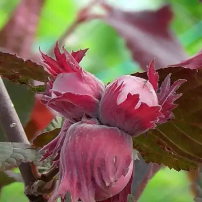 Фундук КАРДИНАЛ в Лиде