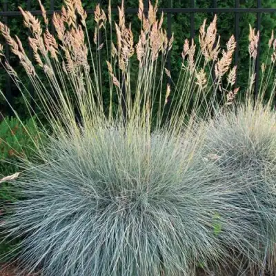 Овсянница ЭЛАЙДЖА БЛЮ в Лиде