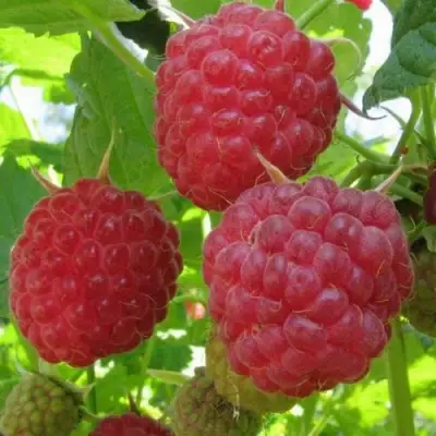 Малина НОВОСТЬ КУЗЬМИНА в Лиде