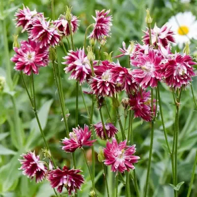 Аквилегия БАРЛОУ НОРА гибрид МакКаны в Лиде