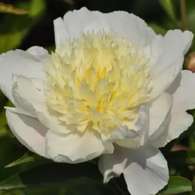 Пион ЗОЛОТАЯ ШПИЛЬКА травянистый в Лиде