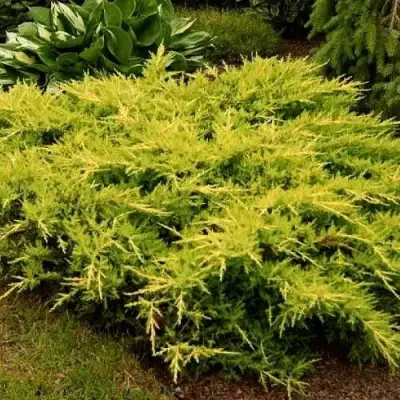 Можжевельник МОРДИГАН ГОЛД средний в Лиде