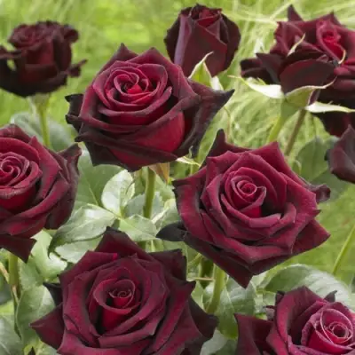 Роза БЛЭК БАККАРА чайно-гибридная в Лиде