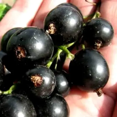 Смородина чёрная ЧЕРЕШНЁВАЯ в Лиде