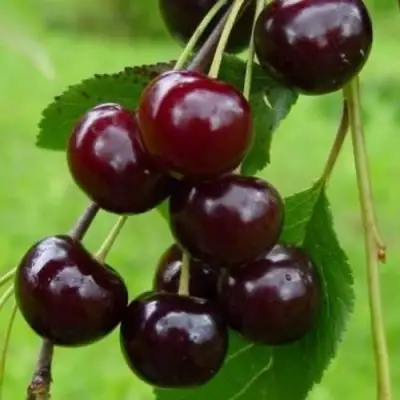 Вишня ЛАСУХА в Лиде