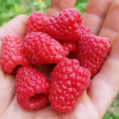 Малина ТУЛАМИН в Лиде