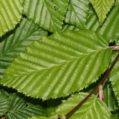 Граб японский в Лиде