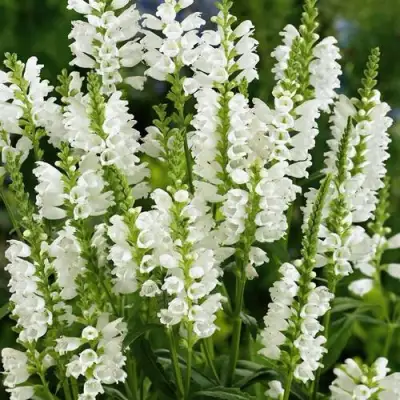 Физостегия АЛЬБА виргинская в Лиде