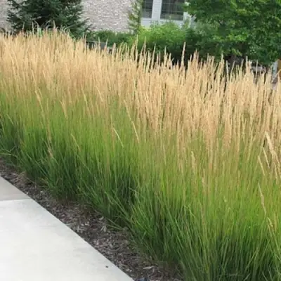 Вейник КАРЛ ФОРСТЕР остроцветковый в Лиде