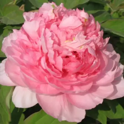 Пион ИМПЕРАТОРСКАЯ НАЛОЖНИЦА древовидный в Лиде