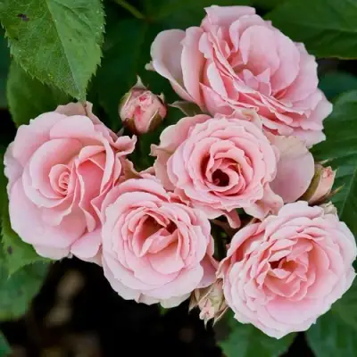 Роза КЛАССИК ЛИДИЯ спрей в Лиде