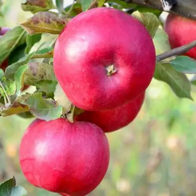 Яблоня АЙДАРЕД в Лиде