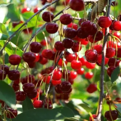 Вишня БРУСНИЦЫНА степная в Лиде