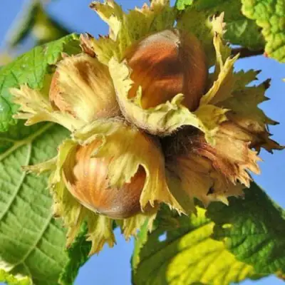 Фундук ТОНДА РОМАНА в Лиде