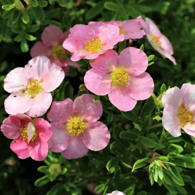 Лапчатка ЛАВЛИ ПИНК кустарниковая в Лиде