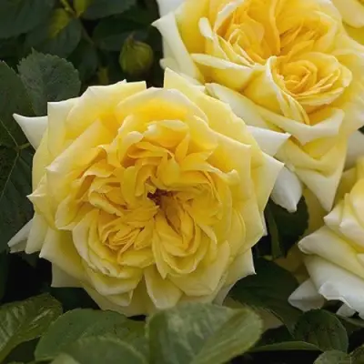 Роза НАДЯ МЕЙДИЛАНД почвопокровная в Лиде