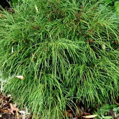 Туя ВИПКОРД складчатая в Лиде